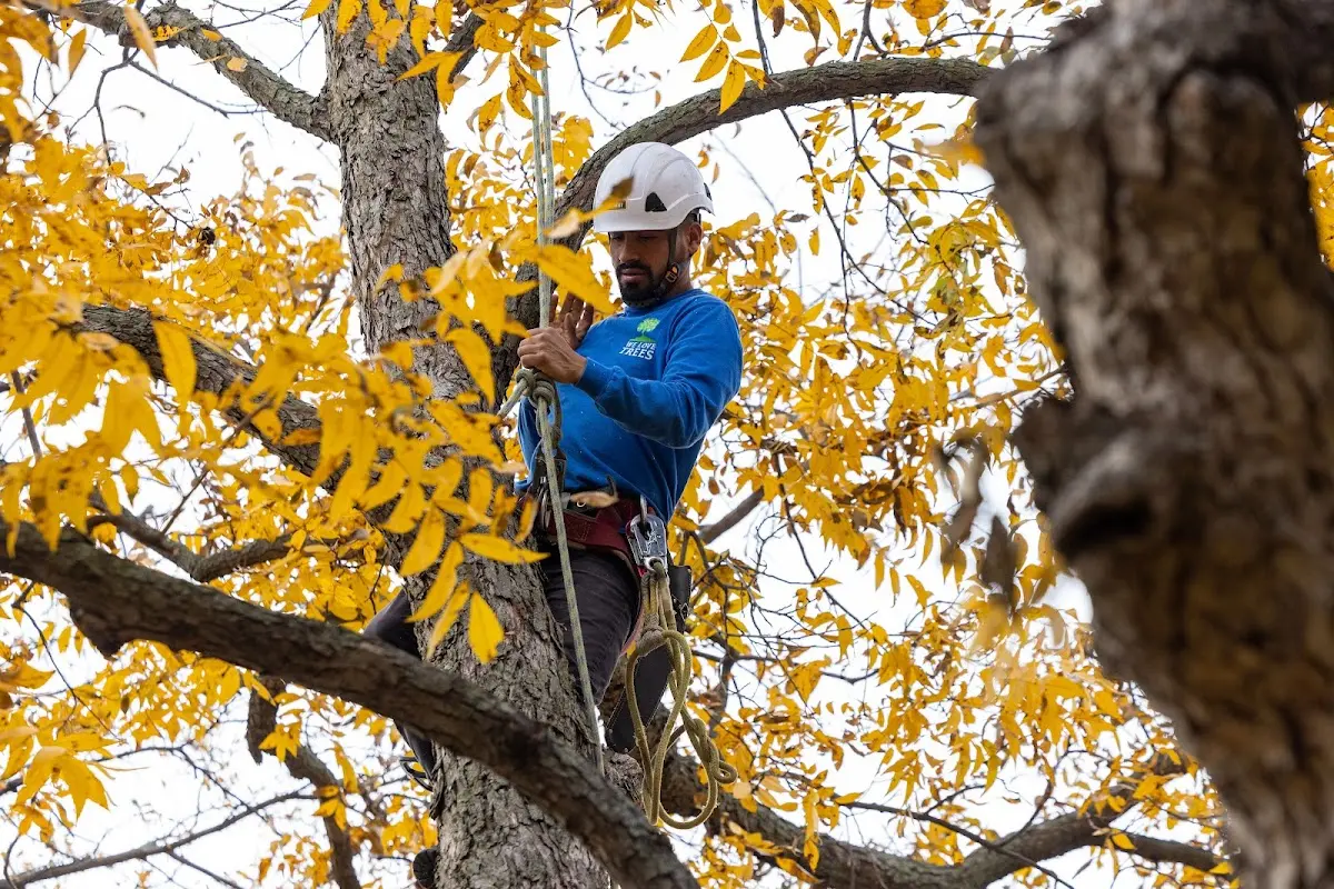 Skilled Tree Trimming crew working in Seneca